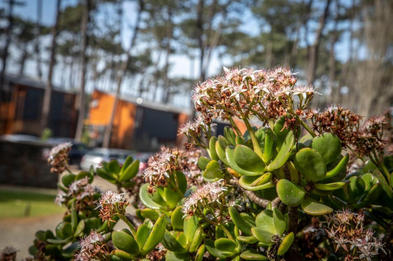 Bungalow B9 - Nature, Beach & River Fão Esterno foto